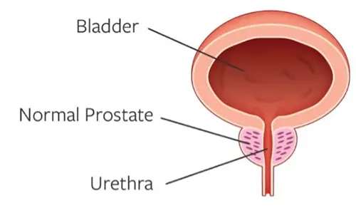Normal Prostate Normal Prostate
